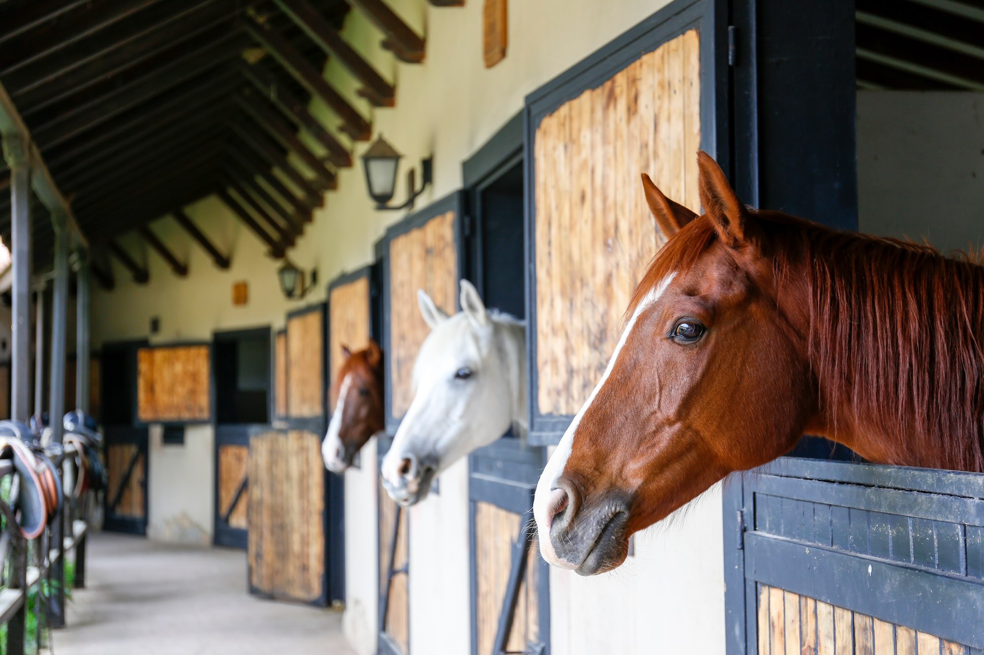 hotel cheval de bronze remiremont alentours grange puton remiremont 103 Hôtel Cheval de Bronze - Remiremont head of the thoroughbred horse looking over the wooden stable doors close up, copy space for text, background